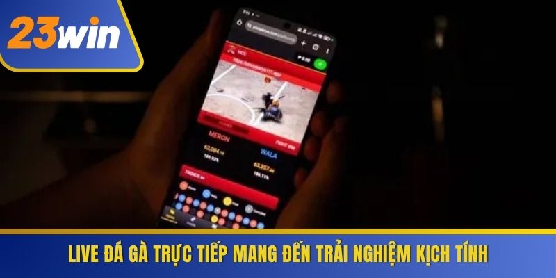 Live Đá Gà trực tiếp mang đến trải nghiệm kịch tính
